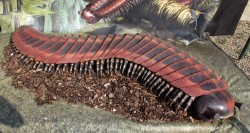 deadjosey:  sixpenceee:  Arthropleura is an extinct creature but it was basically a giant millipede the size of a car. It scuttled around ancient Carboniferous forests eating rotting plant matter. It was mostly vegetarian. It was able to grow to such