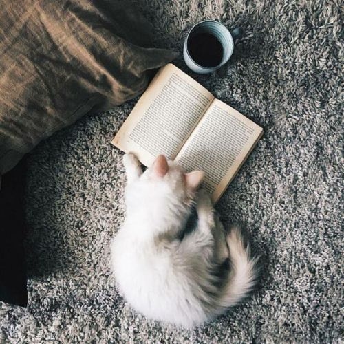 XXX trasemc:  cats and books!! i love it! photo