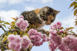 mostlycatsmostly:  Esther’s Tree Explorations 