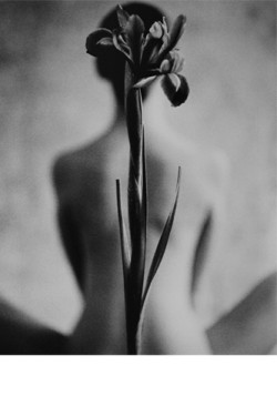 Mignonne-Allons-Voir-Si-La-Rose:  Iris By Mark Arbeit    