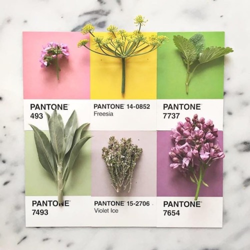 nevver: Pantone Color Matching System, Lucy Litman