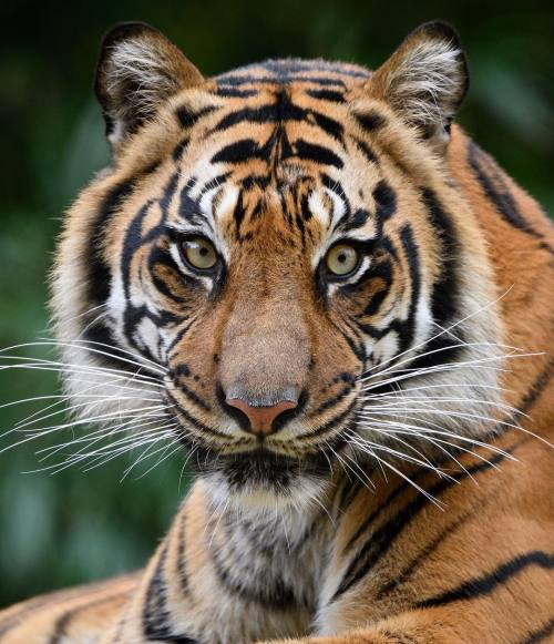 Some Caturday smize. Photo by Mike Wilson