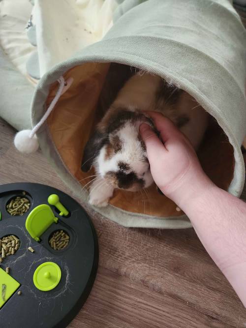 Miss Aiden Permitted Some Head Scritches This Morning For Bringing Her Breakfast In Bed