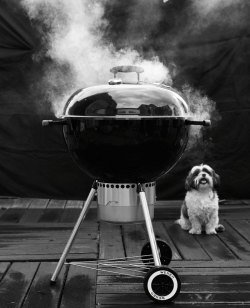 bonappetit: Art Director Elizabeth Spiridakis’s pup made it into the tablet edition of our grilled chicken story. BECAUSE HE’S ADORABLE. (Photograph by Peden + Munk, Bon Appétit, July 20130) 