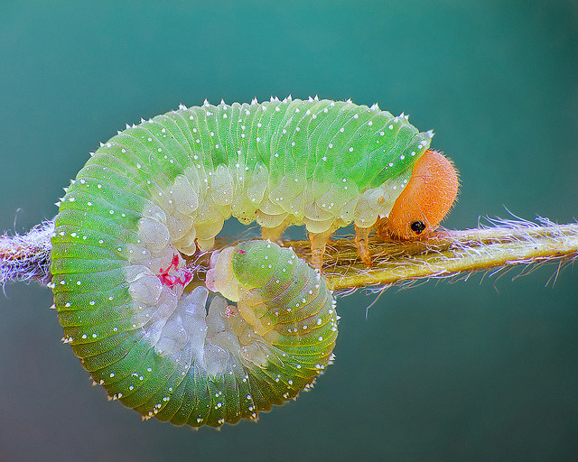 coffeenuts:  Allantus cinctus by Kliton Hysa The Curled Roseslug