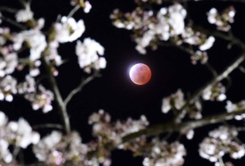 lookatthesefuckinstars: THE BLOOD MOON / lunar eclipse, 4 april 2015.