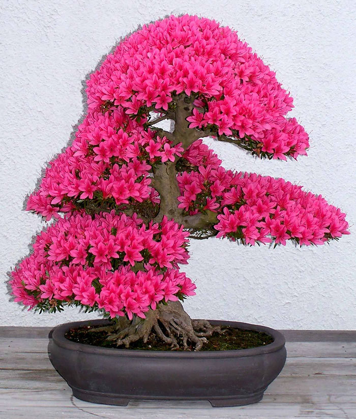 sybil-howlett:  art-tension:  The Most Beautiful Bonsai Trees Ever          