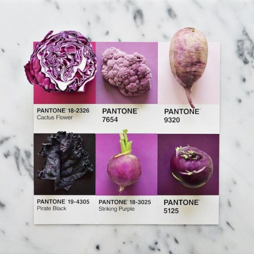 nevver: Pantone Color Matching System, Lucy Litman