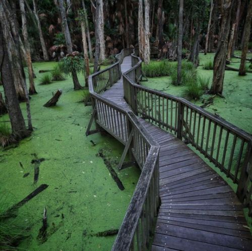 oceaniatropics: moss-covered landscape at Couran Cove, South Stradbroke Island, SE Queensland, Austr