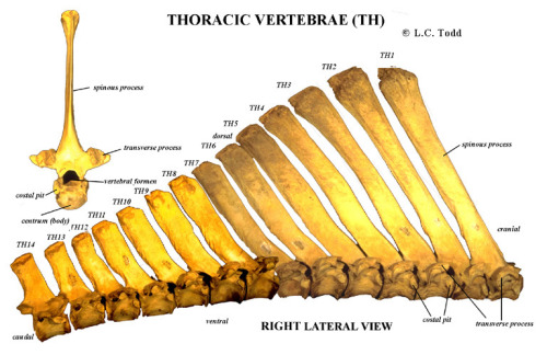 A maybe workable fuck-ton of bison anatomy references. Someone I knew a while back once commented on