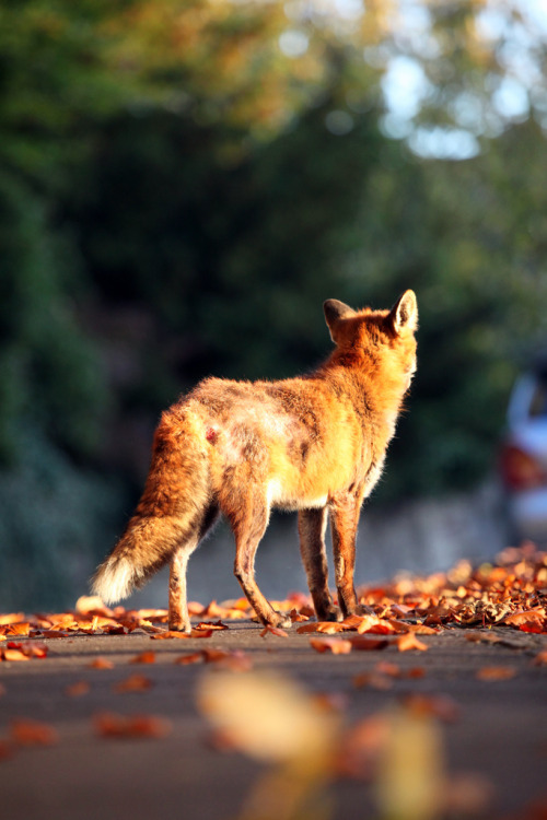 wolverxne:Urban Fox | by: [Ian Wade]