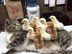 awwww-cute: Cat suffers for horrible case of Chickenpox (Source: http://ift.tt/2fmtNRa) 