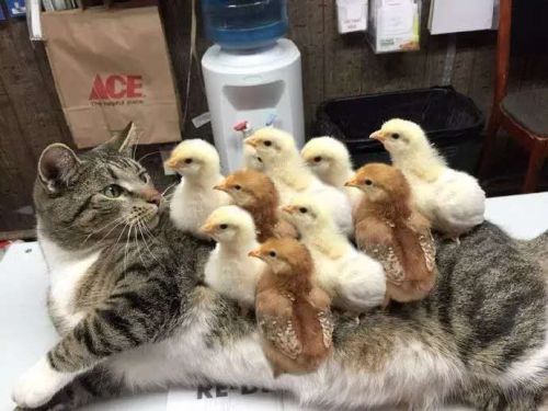 Porn photo awwww-cute:  Cat suffers for horrible case