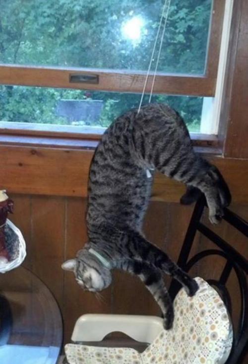 forsonya:catasters:This is sooo dangerous omg. What if those strings were caught around the cats nec