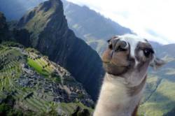  welcome to machu picchu.. i’ll be your