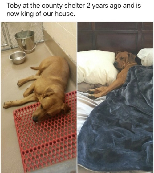 monkeysaysficus: onyourleftbooob: Before vs After Adoption[source]