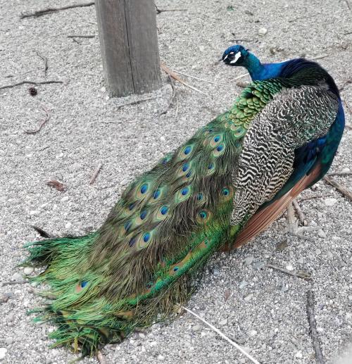 There is a park with beautiful peacocks in Greenville, Ohio.Source: https://bit.ly/2Nazy9A