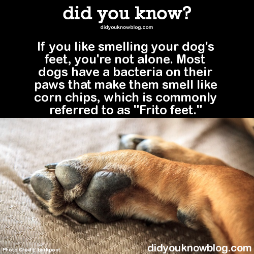 did-you-kno:  If you like smelling your dog’s feet, you’re not alone. Most dogs
