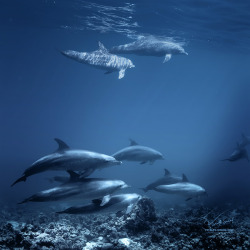 phototoartguy:  Dolphins by Vitaly-Sokol
