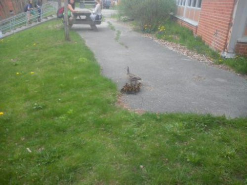 Make way for Ducklings,Mama Duck and Ducklings, at my schol every spring a duck makes a home in the 
