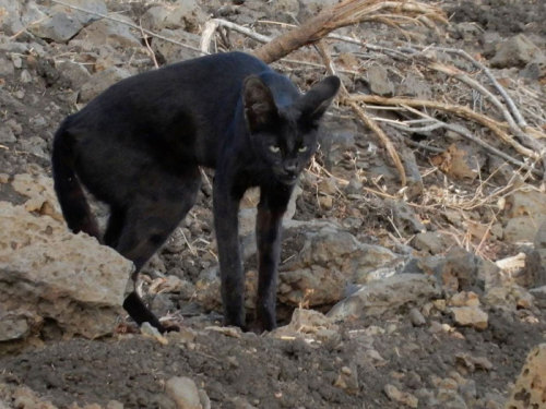 cleansifyer:  Melanistic serval   ©   Leslie Daniel   She is different 