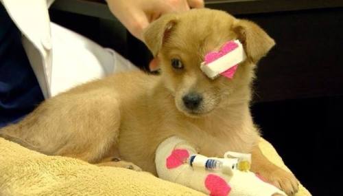 “She was abandoned in a trash can in freezing temperatures. Her eye was punctured so they had 