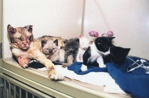 Cat walked through fire 5 times to save her kittens. Made a full recoveryFollow Us For More Awesome KITTY MANIA