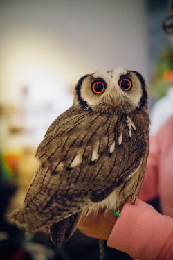 lottaringqvist:  When in Tokyo we visited an owl café. For one hour you were allowed to hang with the coolest owls. They were so calm and really soft to pad on the feathers. They felt as soft as kittens. And you couldn’t feel their claws, they were