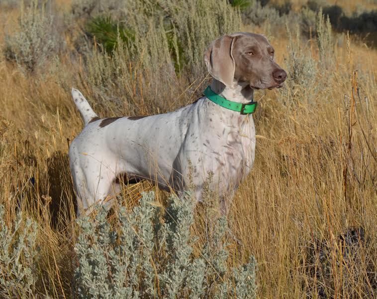 weimaraner gsp mix