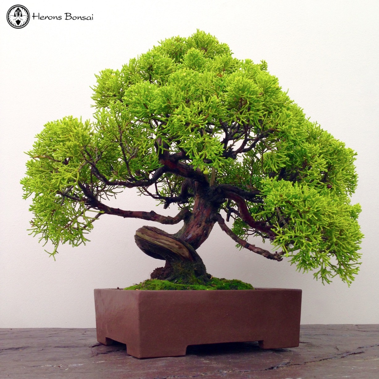 heronsbonsai:  Chinese Juniper Bonsai Tree | Herons Bonsai Seguir leyendo