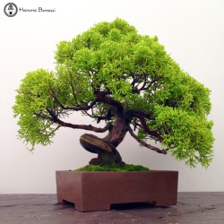 heronsbonsai:  Chinese Juniper Bonsai Tree