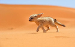 living-consciously:  The fennec or desert fox is a canine mammal species of the genus Vulpes, which inhabits the Sahara Desert and Arabia. With its features ears, this is the smallest species of the family Canidae. It is endangered and its main threat