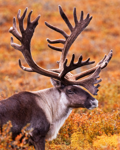 wild-diary:Caribou | Sandy Brown Jensen