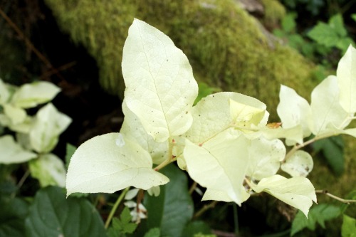 Gaultheria shallon - [Albino] Salal Although partial or full albinism is rare in plants, it does hap