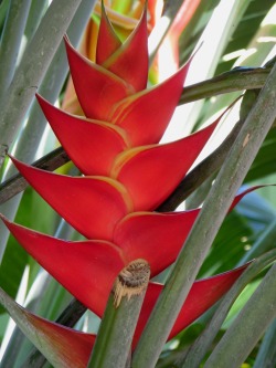 outdoormagic:  Heliconia