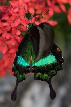  Papilio palinurus - Beautiful 