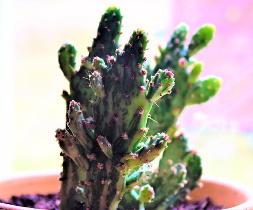 thesingingcactus:Opuntia Monacantha Montrose Variegata