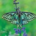 trulyvincent:Spanish Moon Moths