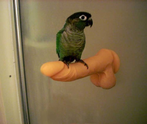 Porn i-hiraeth:  i-hiraeth:  Dickbird.  I showed photos