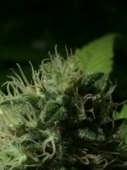 Hashplant Haze trichomes