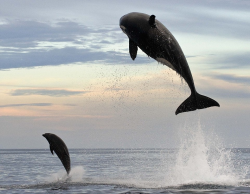 awkwardsituationist:  christopher swann captures the conclusion of a two hour chase between an eight ton killer whale and a bottlenose dolphin off the coast of mexico. “the terror and fight for life of the dolphin was palpable. one felt one could feel