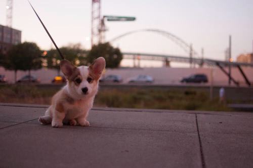 corgisofig:Instagram: edinsoncorgvaniCorgisofIG | Instagram