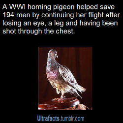 capriceandwhimsy:  overkil12:  ultrafacts:  Source  More Ultrafacts  My god. Someone give this pigeon a medal  They did. Her name was “Cher Ami.” She was awarded the Croix de Guerre with Oak Leaf Clusters. She also lived for half a year after the