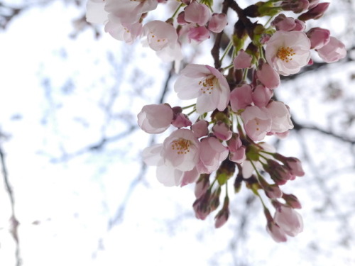kailium:Cheers under the Cherry Tree.-Okayama city, Okayama Pref. Japan