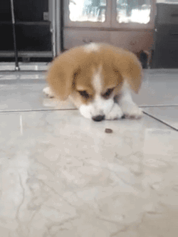 gifsboom: Corgi puppy trying treats for the first time.[VIDEO] 
