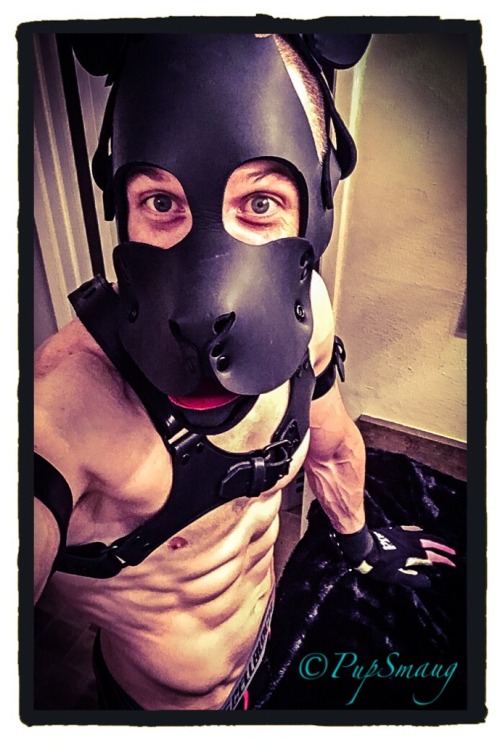 pupsmaug:  