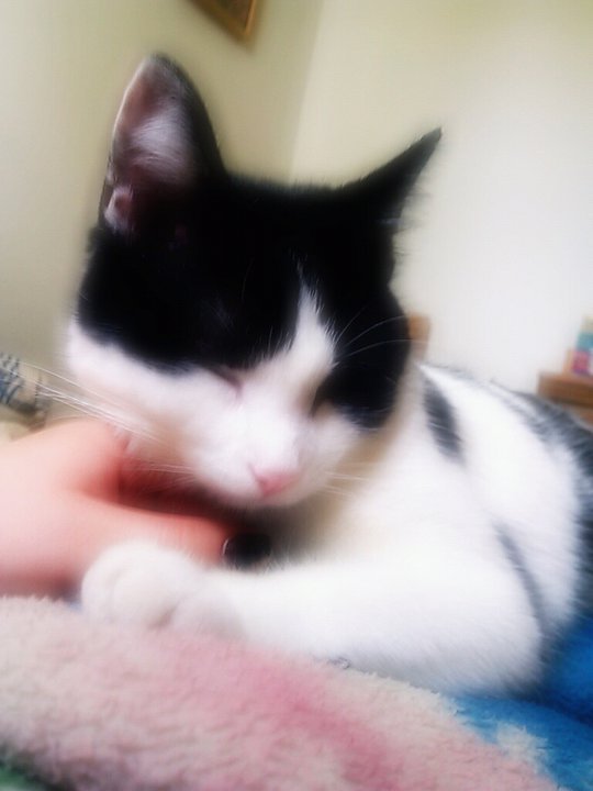 My babygirl Arwyn &lt;3 I had to give her away when i moved :(