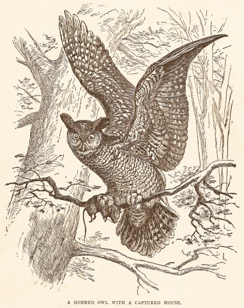 A Horned Owl With A Captured Mouse, 19th century woodcut, artist unknown