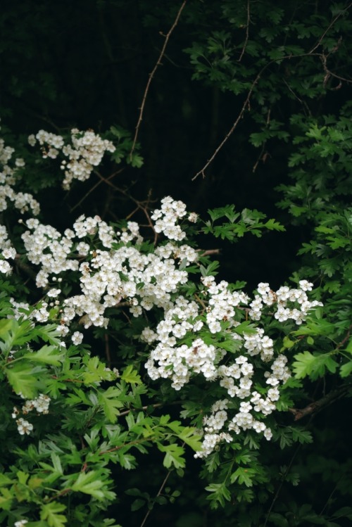 ambermaitrejean: romantic springtimebirds alight on blooming boughscomposing sonnets Photos and haik