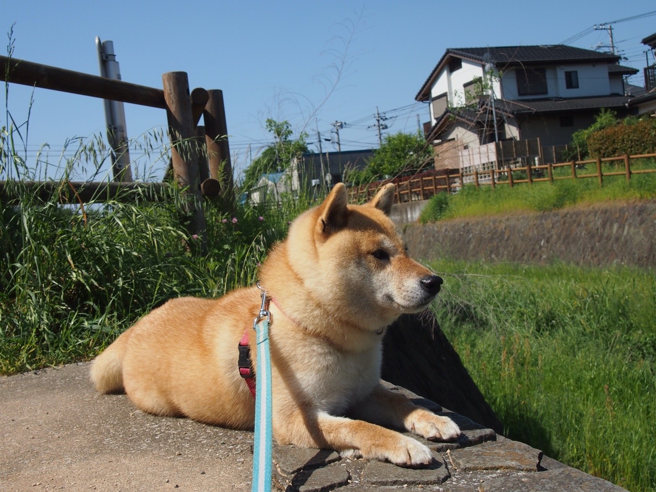 shibainu-komugi:  今日の柴犬の小麦さん #shiba #dog #komugi #柴犬